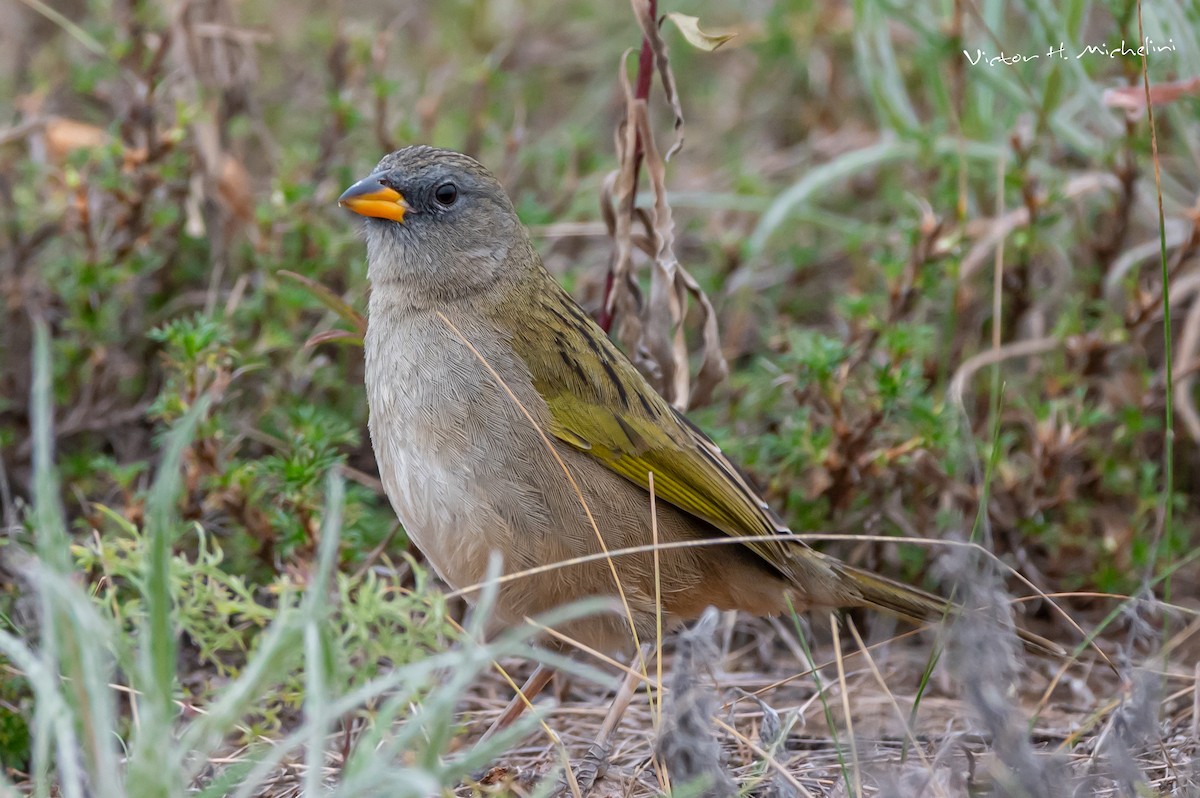 Great Pampa-Finch - Victor Hugo Michelini