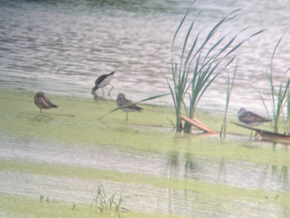 Stilt Sandpiper - ML590828151