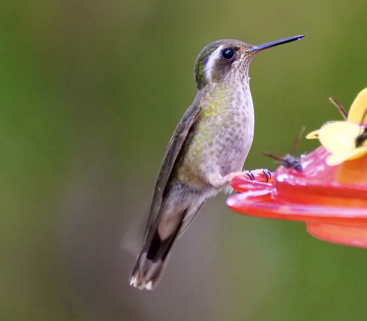 Speckled Hummingbird - Martin Byhower