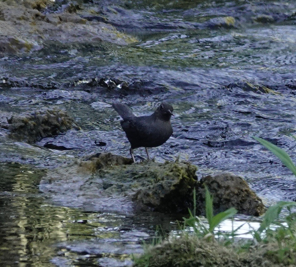 American Dipper - ML590829281