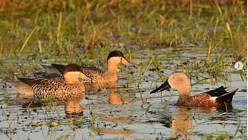 Red Shoveler - Haydee Huwel