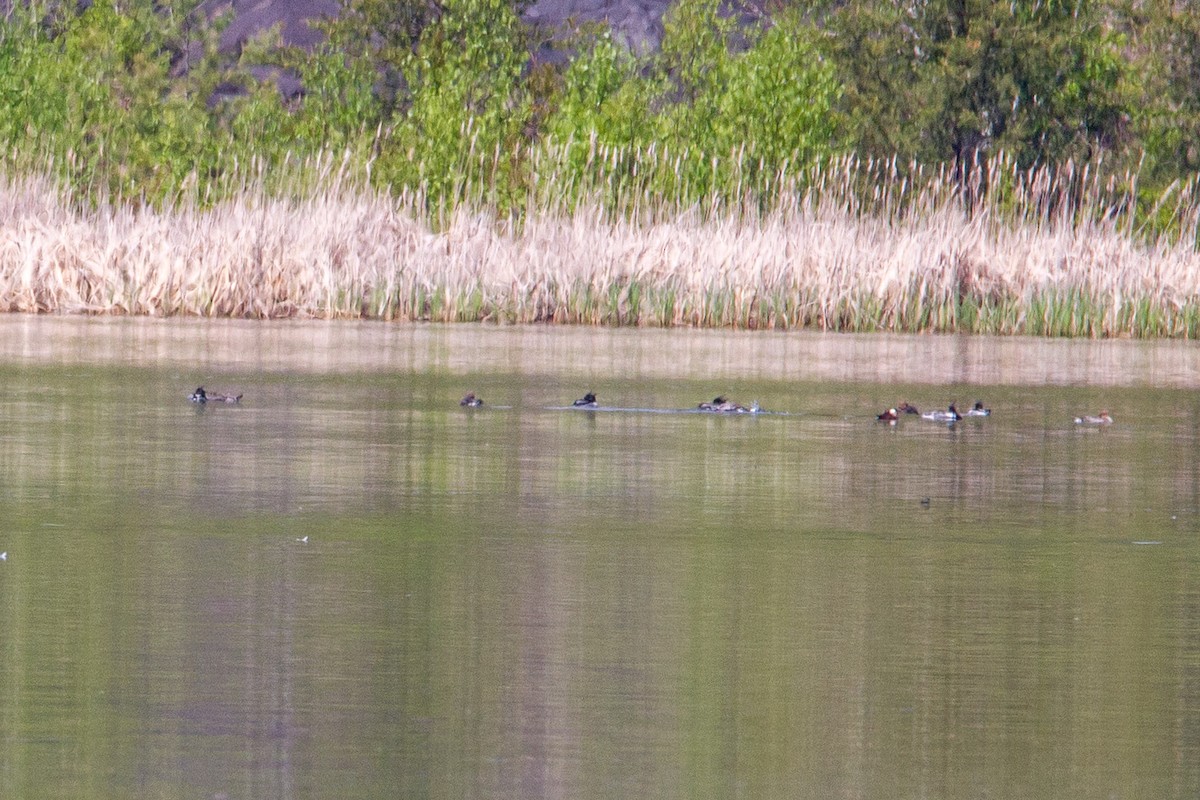 Red-breasted Merganser - ML59082961