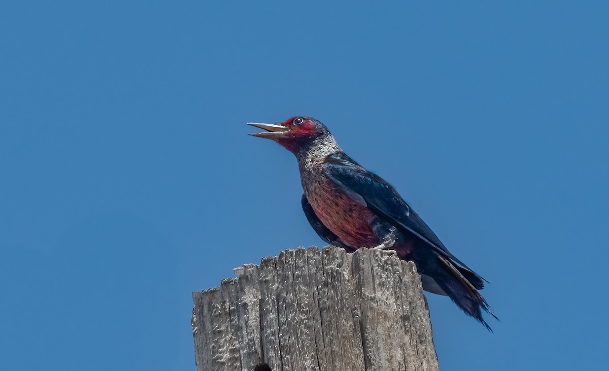 Lewis's Woodpecker - ML590830421