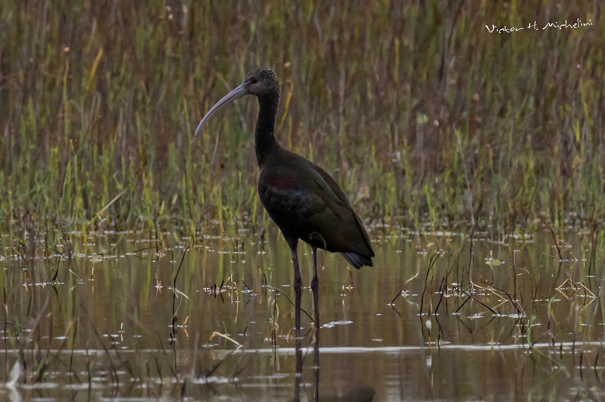 ibis americký - ML590830911