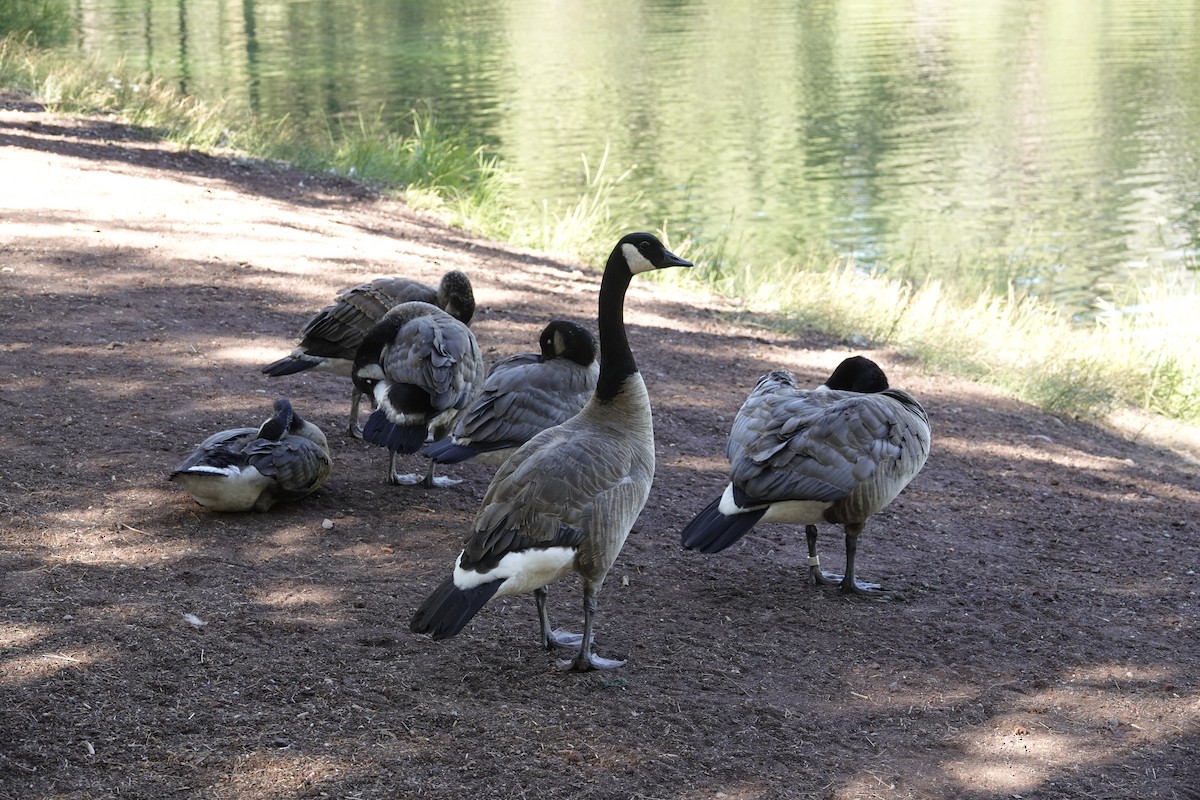 Canada Goose - ML590830931