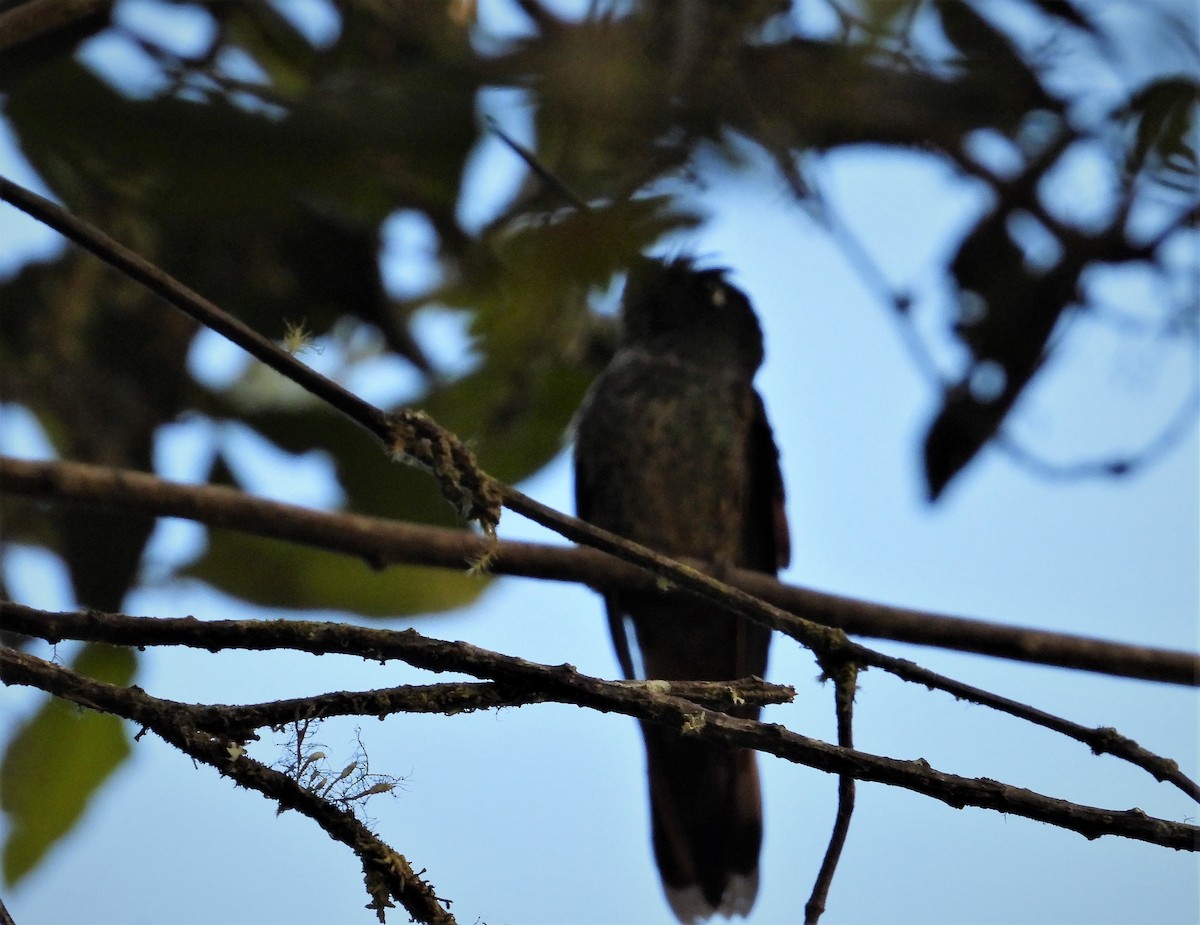 Violet-throated Starfrontlet (Huanuco) - ML590832561