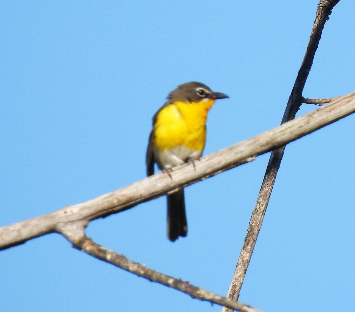 Yellow-breasted Chat - ML590833121