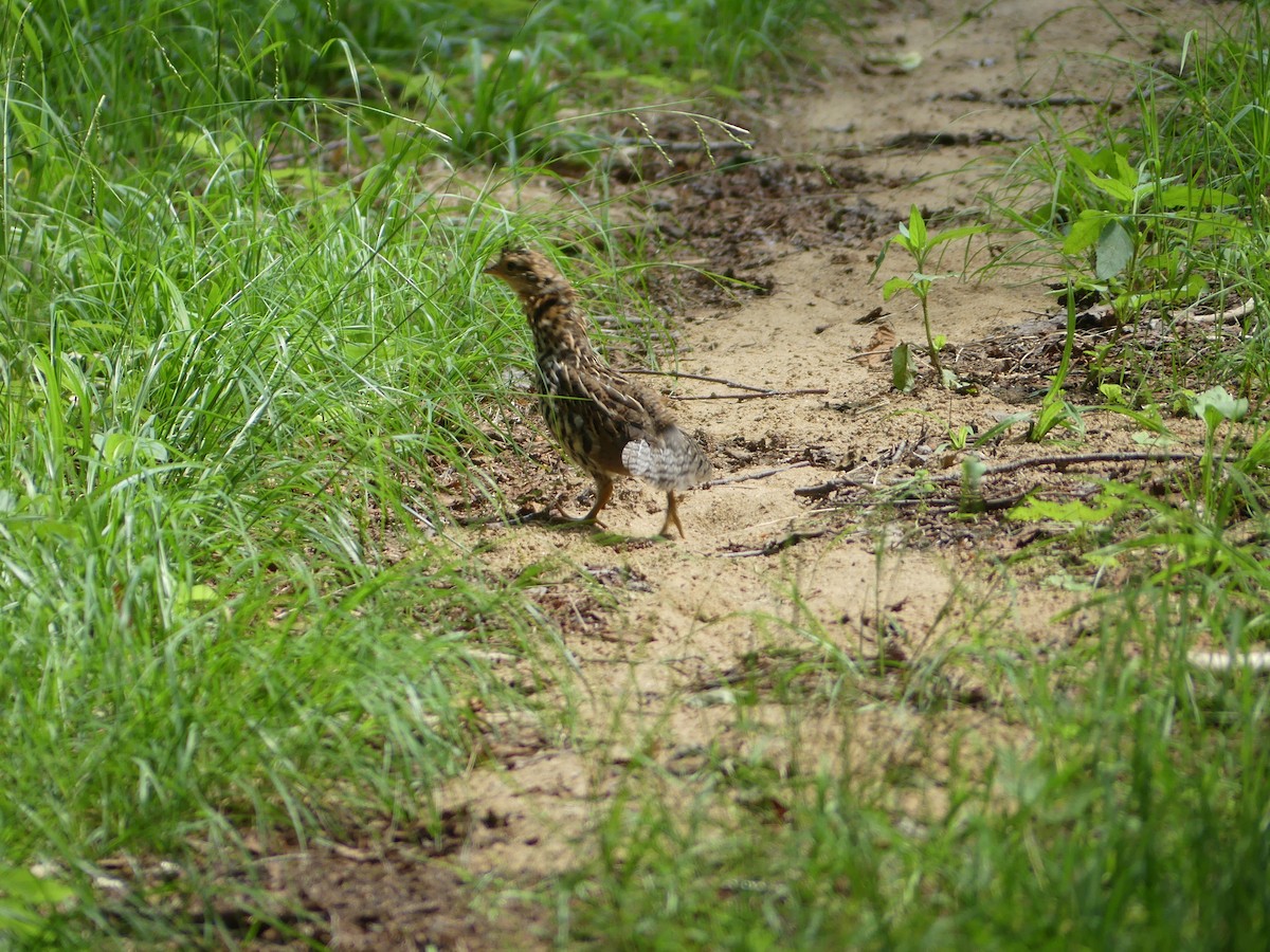 Ruffed Grouse - ML590833811