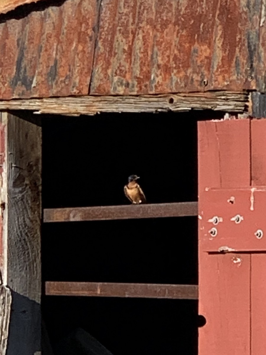 Barn Swallow - ML590834511