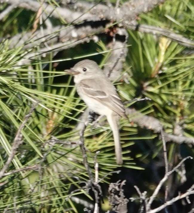 Gray Flycatcher - ML590834861