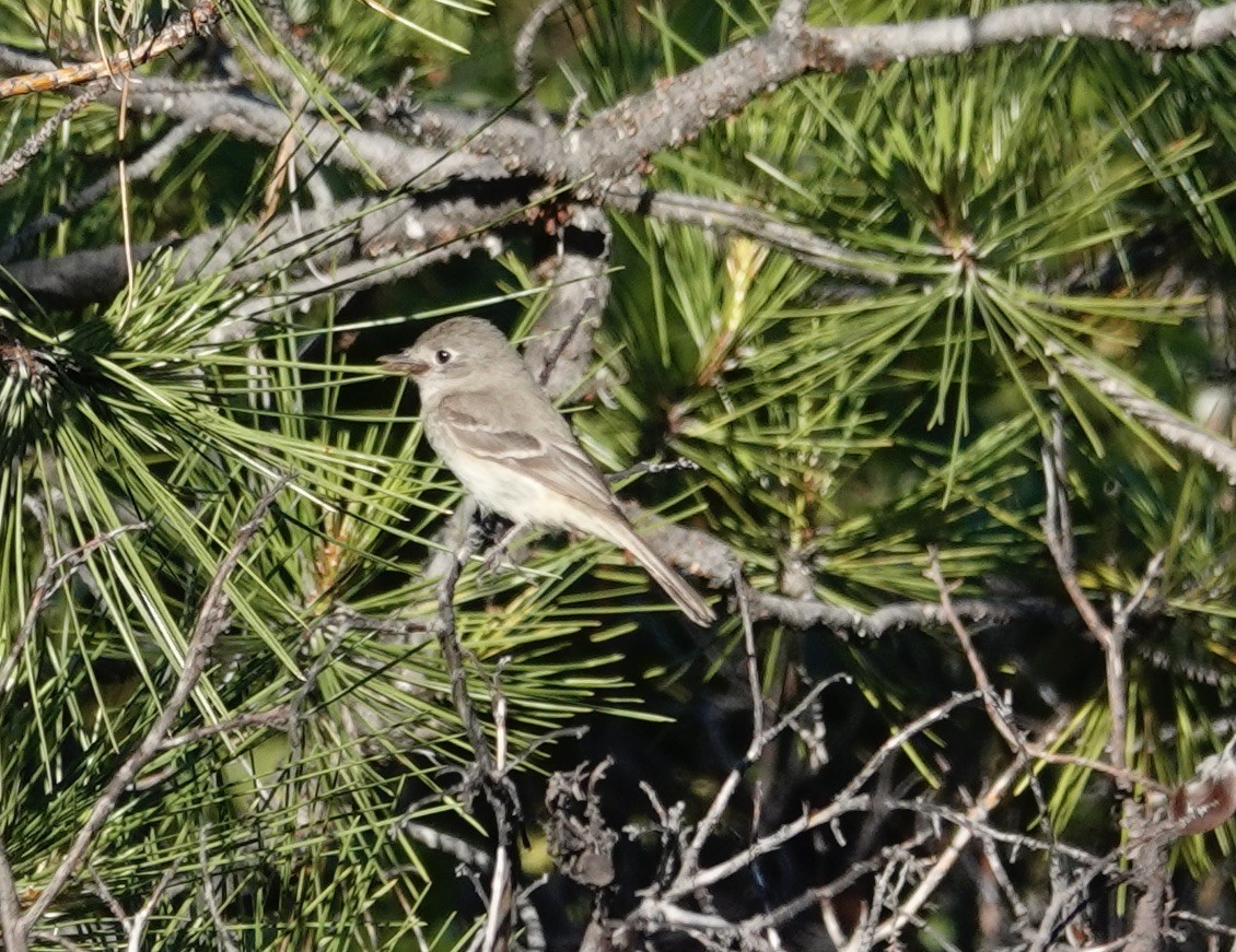 Gray Flycatcher - ML590835041