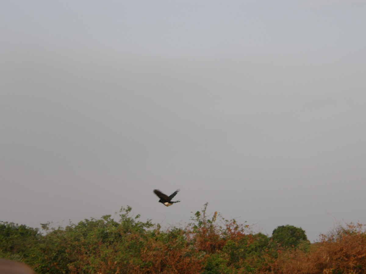 Yellow-knobbed Curassow - ML590835391