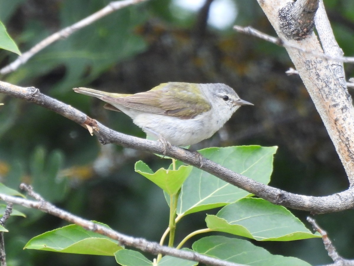 Tennessee Warbler - Sherry Kelter