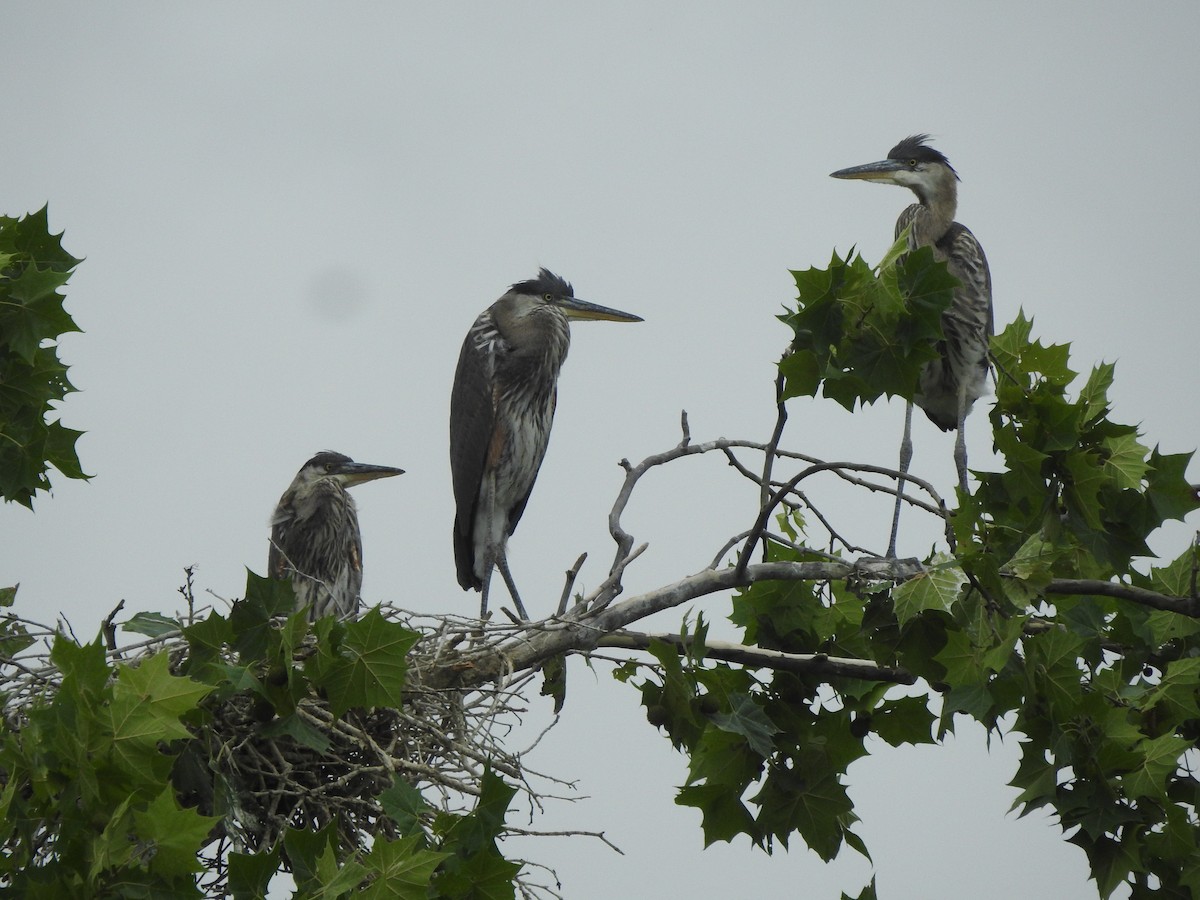 Great Blue Heron (Great Blue) - ML590837581