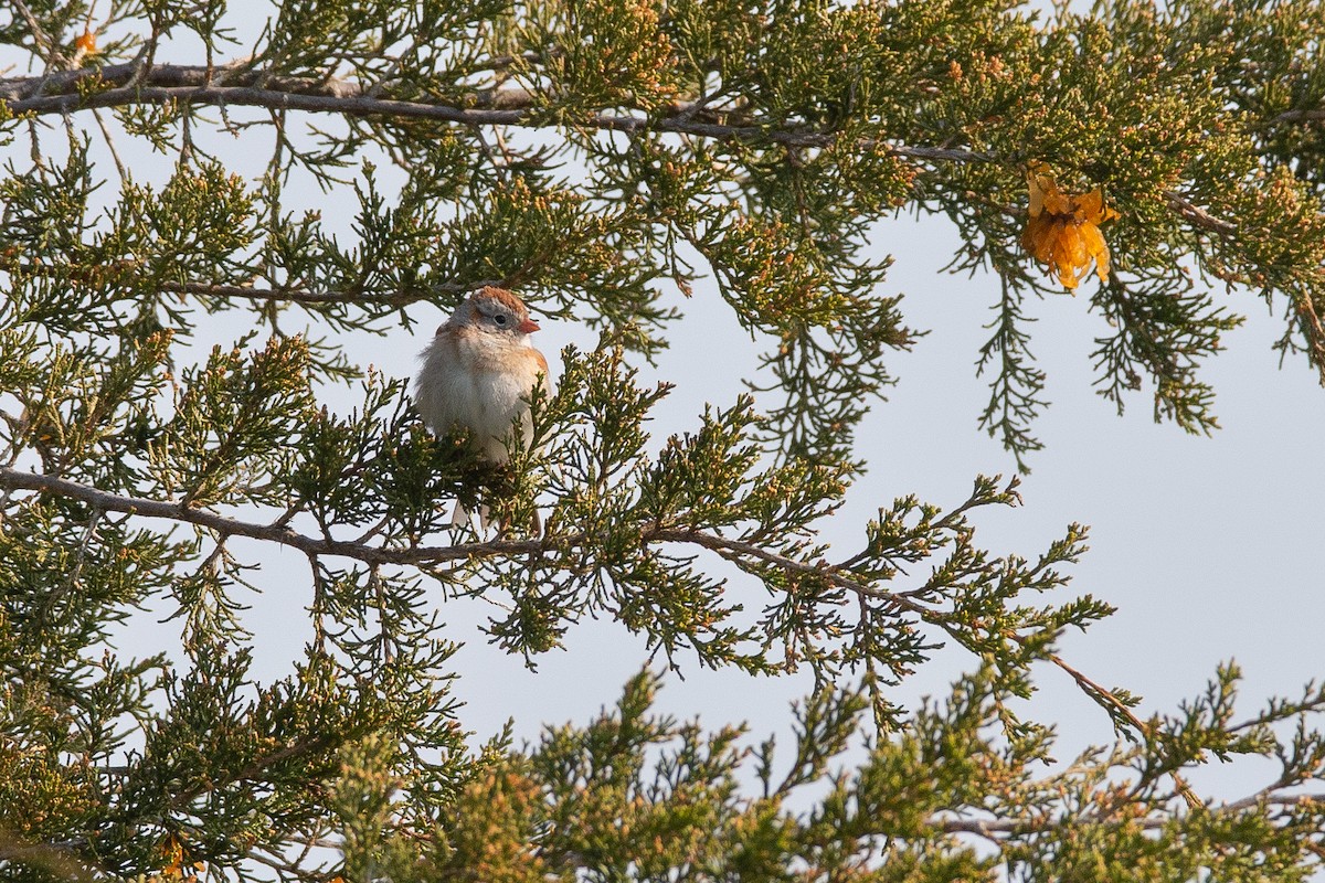 Field Sparrow - ML590837921