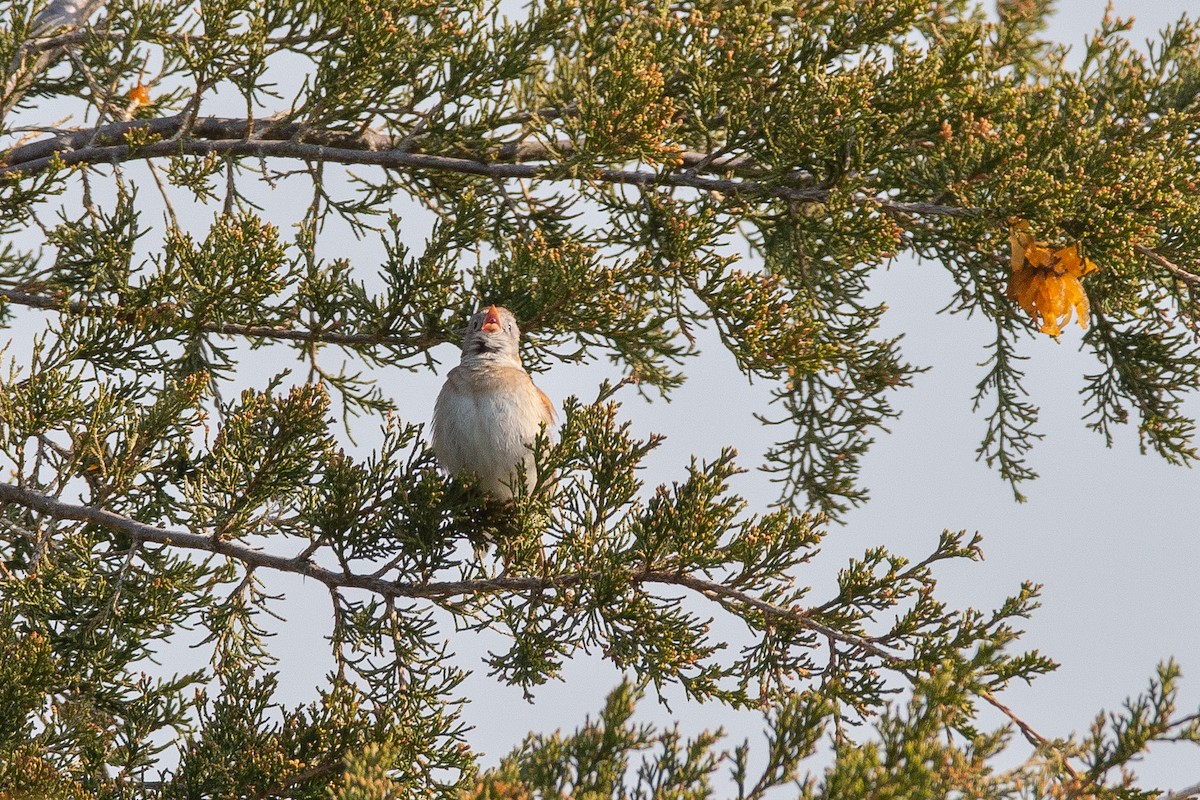 Field Sparrow - ML590838041