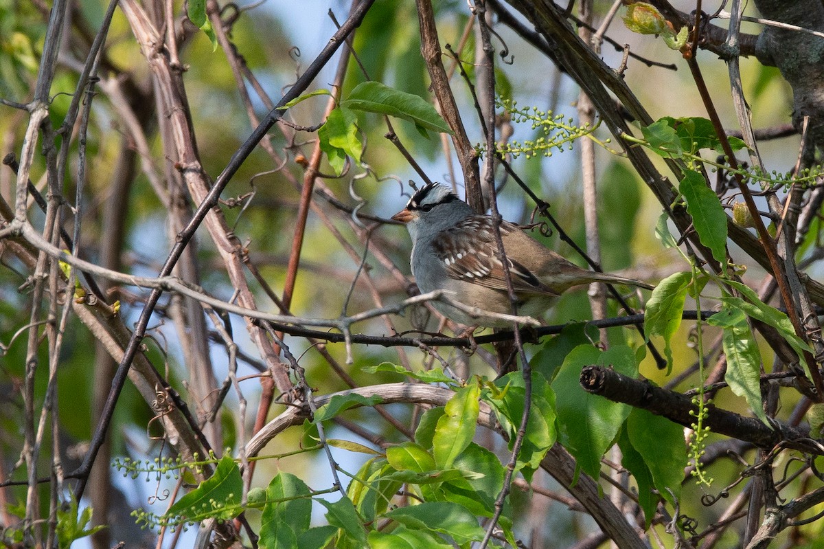 White-crowned Sparrow - ML590838231