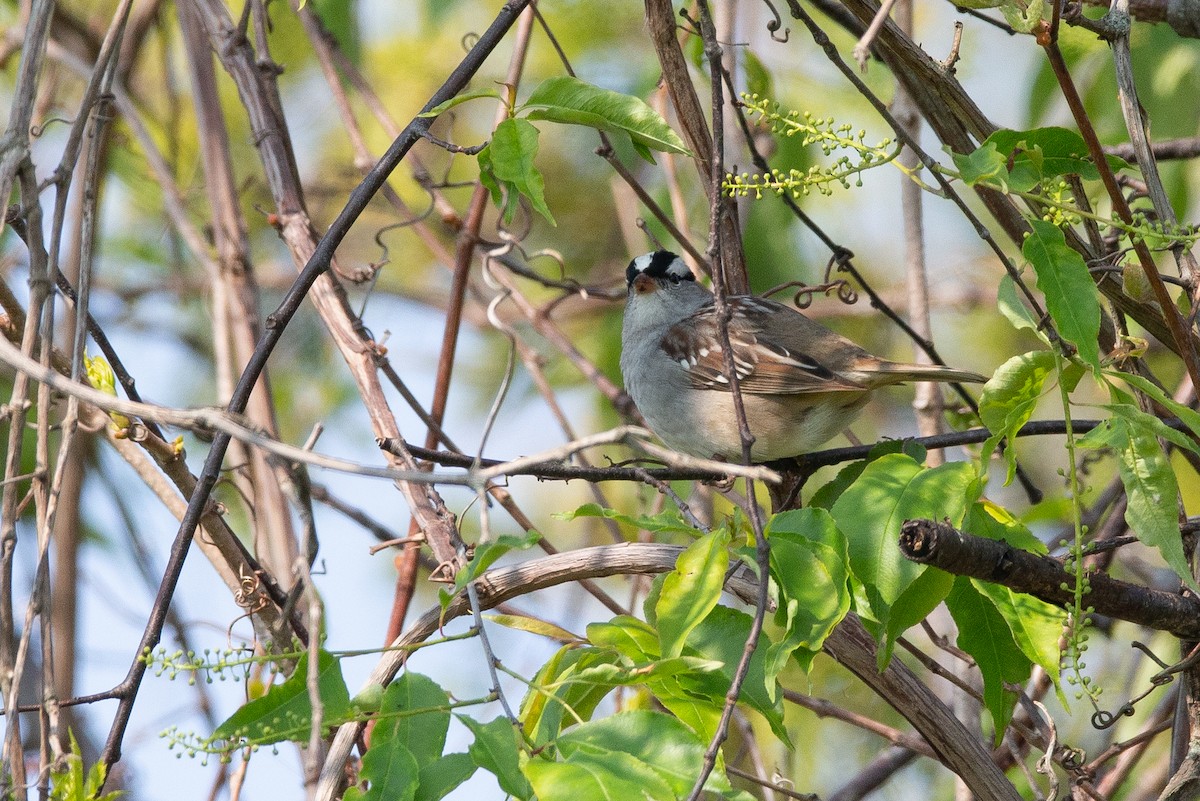 White-crowned Sparrow - ML590838241