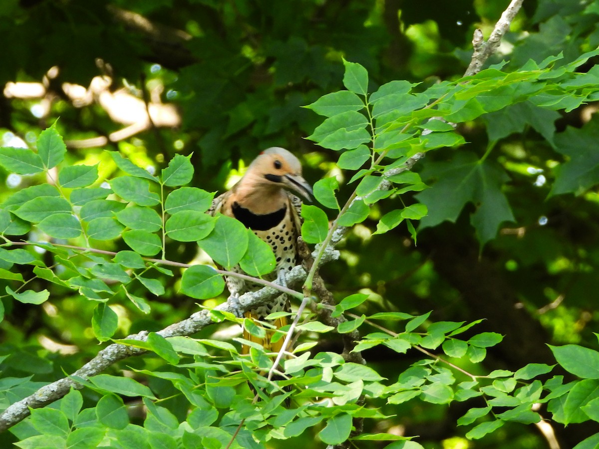 Northern Flicker - Haley Gottardo