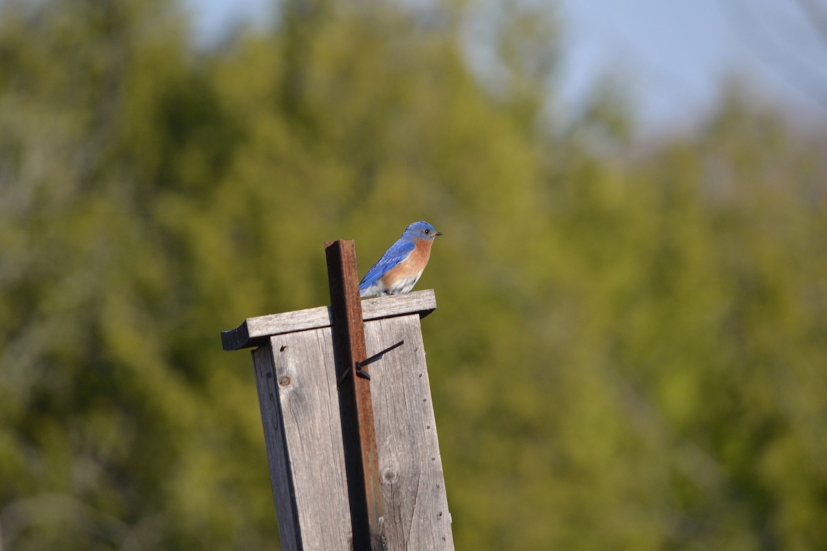 Eastern Bluebird - ML590838501