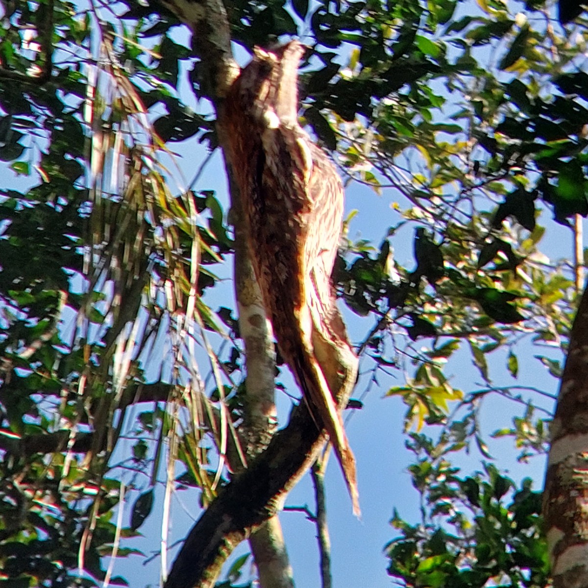 Long-tailed Potoo - Marcelo da Rocha