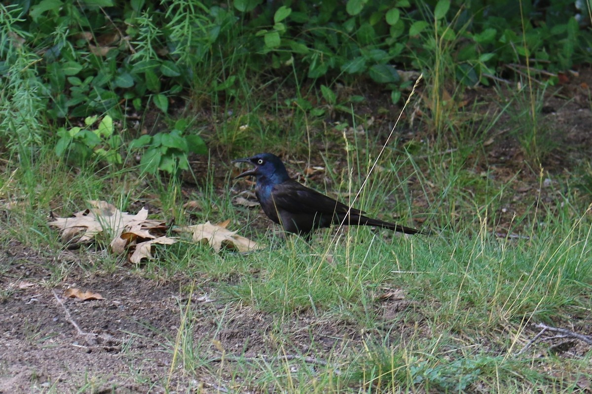 Common Grackle - ML590840421