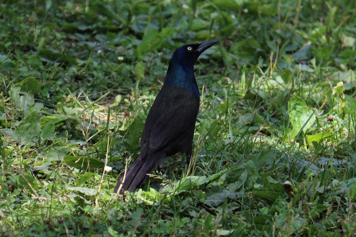 Common Grackle - ML590840431