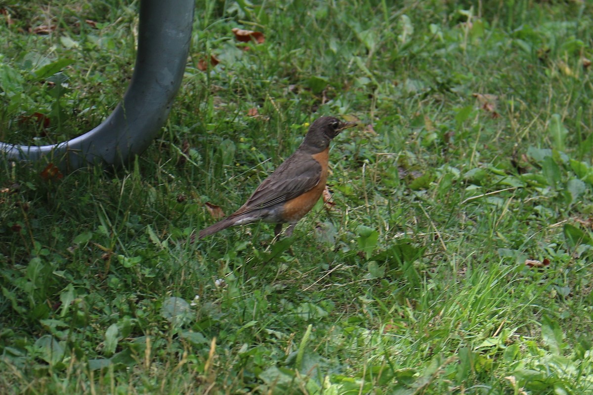 American Robin - ML590840451