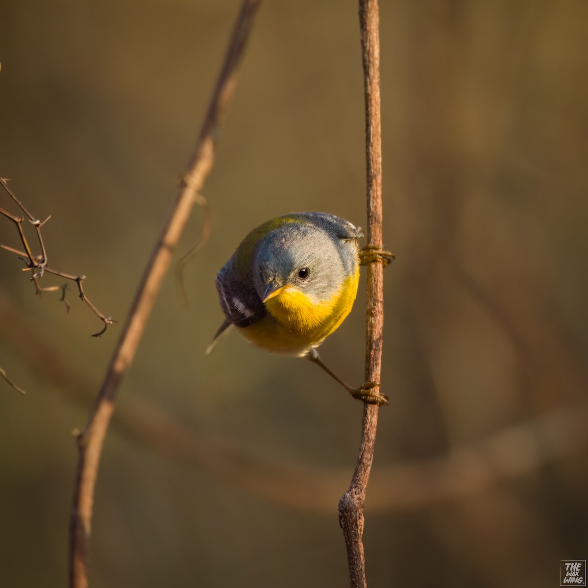 Tropical Parula (Tres Marias Is.) - Ignacio Moreira Loera