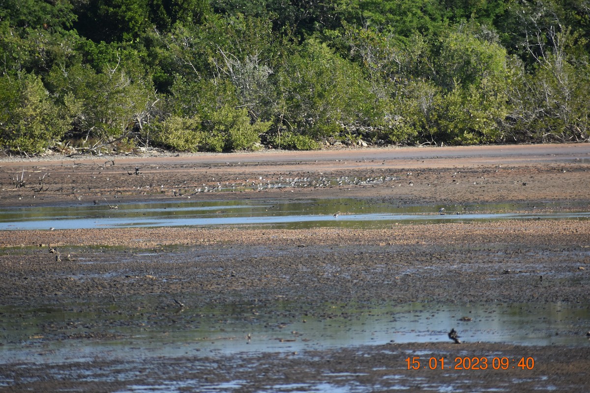 Least Sandpiper - ML590842251