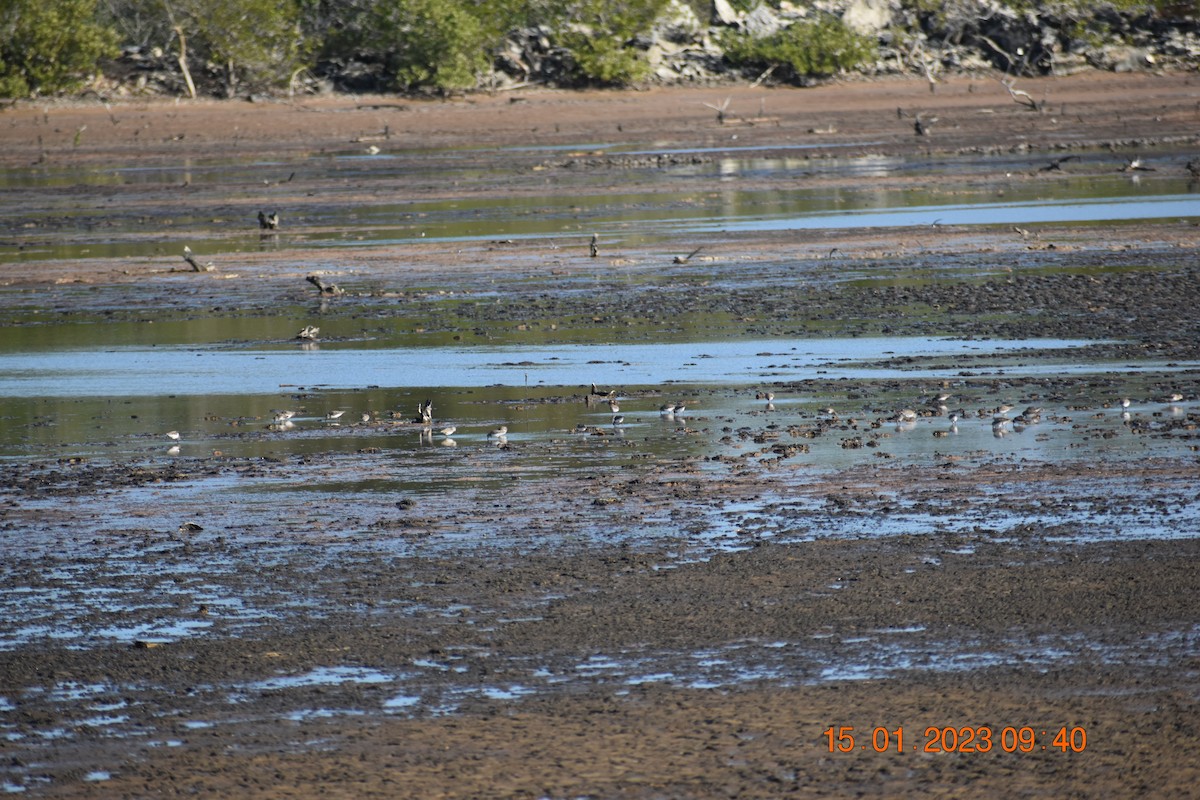 Least Sandpiper - ML590842271