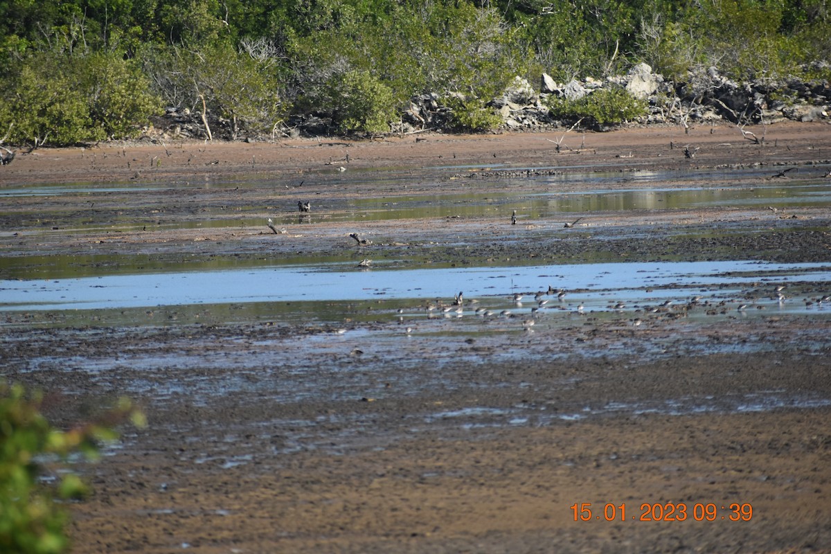 Least Sandpiper - ML590842311