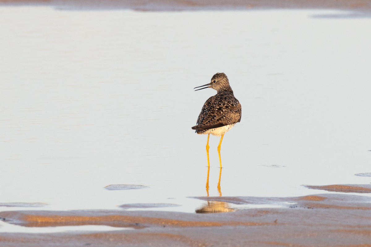 Lesser Yellowlegs - ML590842671