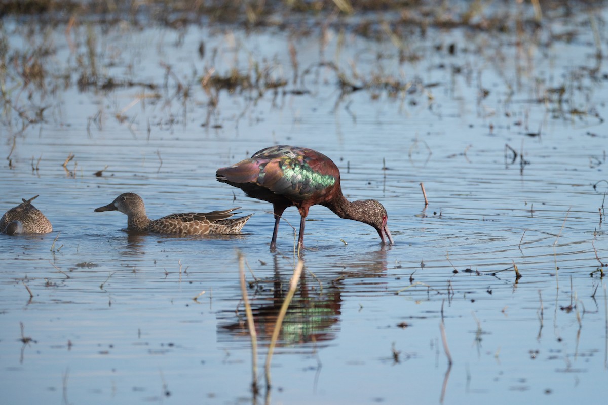 White-faced Ibis - ML590843881