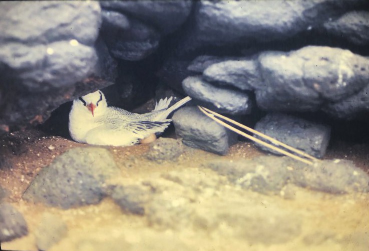 Red-billed Tropicbird - ML590844061