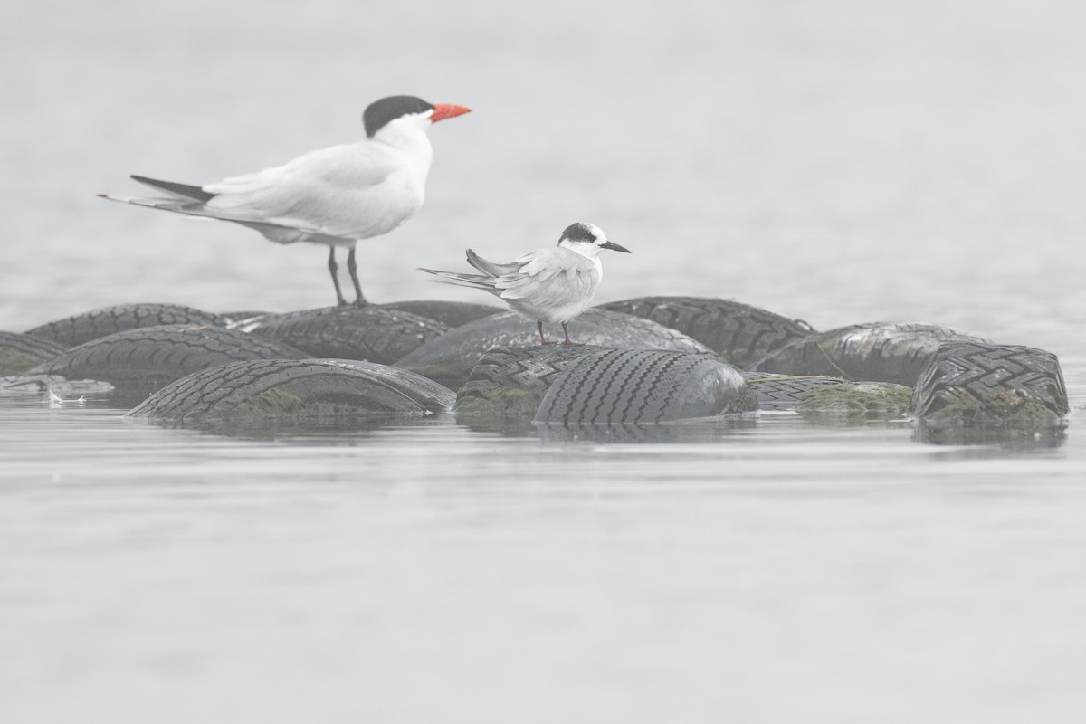 Common Tern - ML590844581