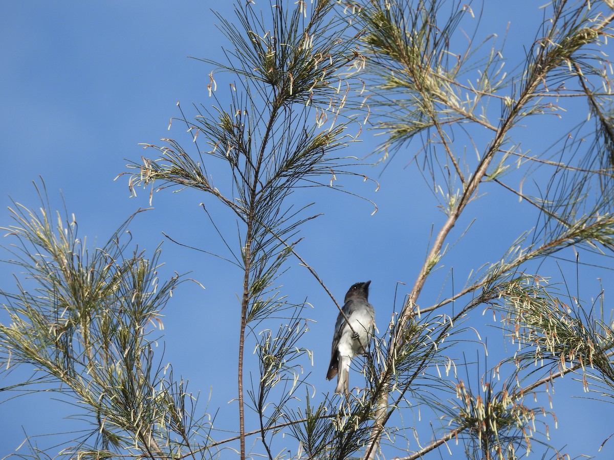 White-bellied Drongo - ML590844631