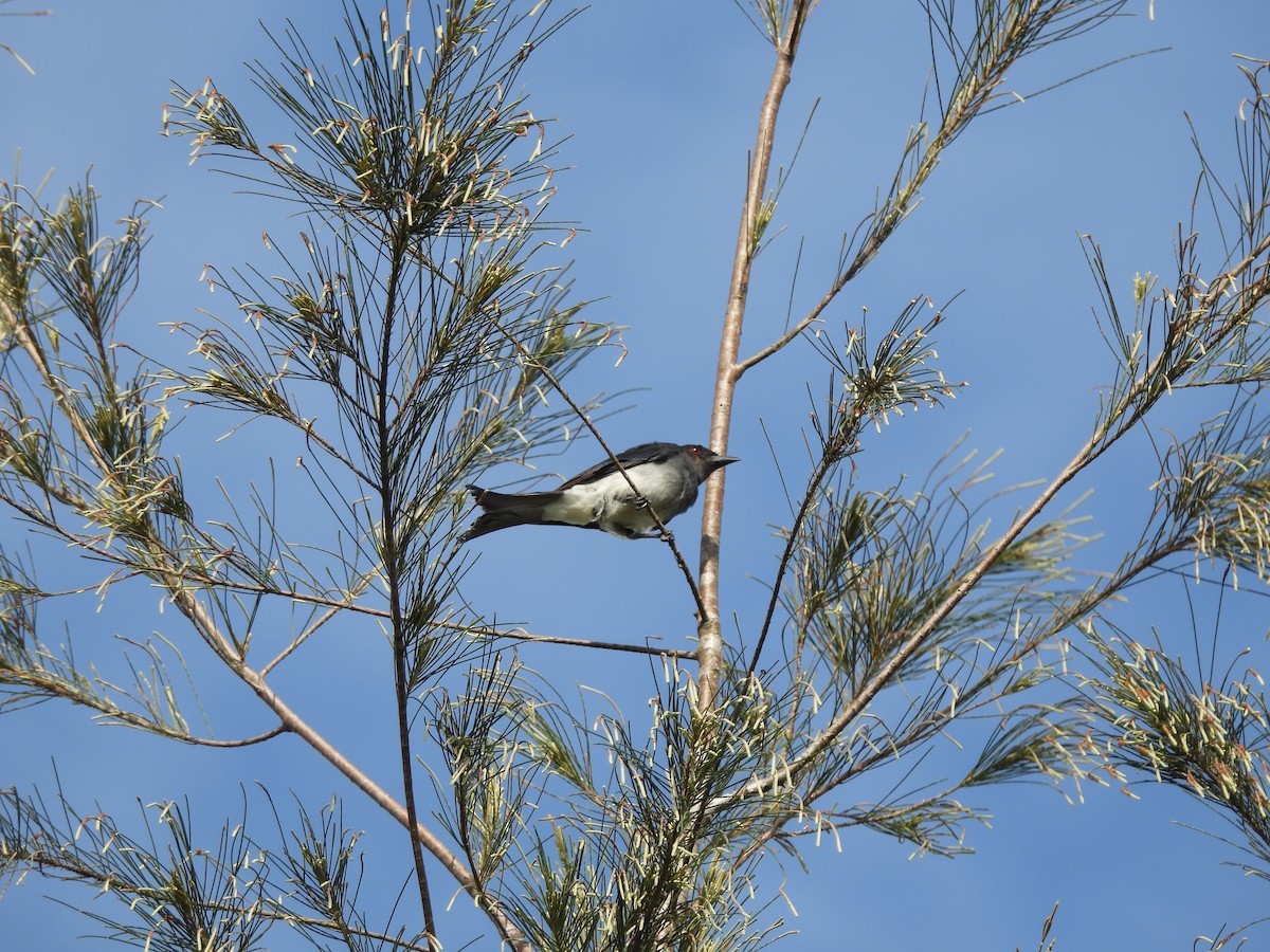 White-bellied Drongo - ML590844641