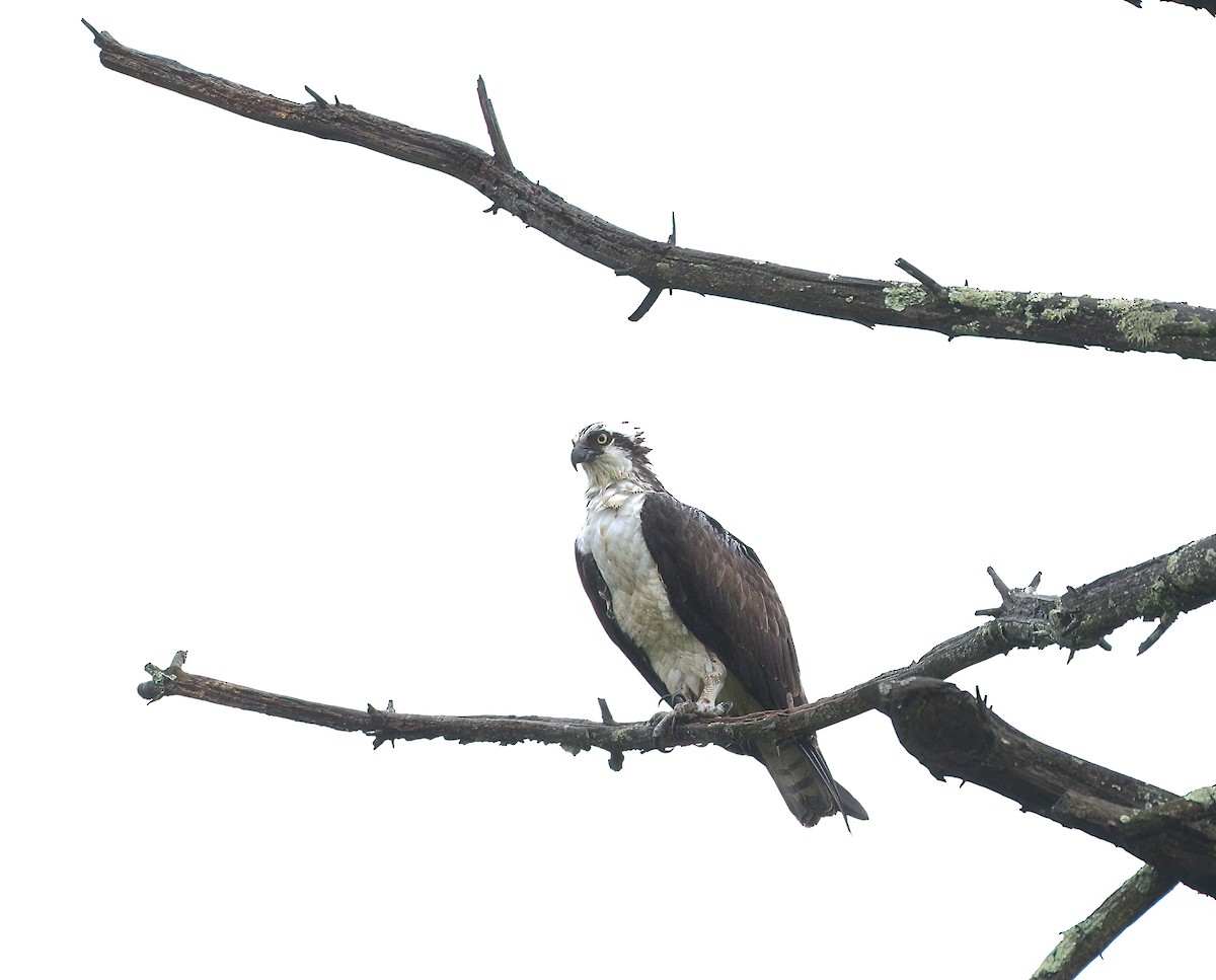 Balbuzard pêcheur (carolinensis) - ML590845251