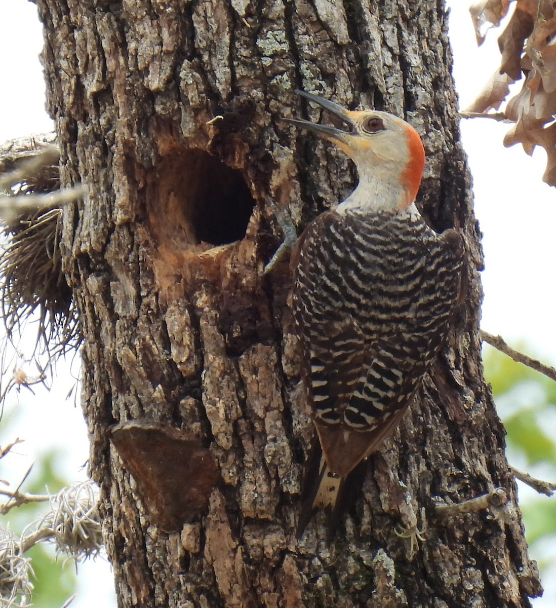 Red-bellied Woodpecker - ML590846011