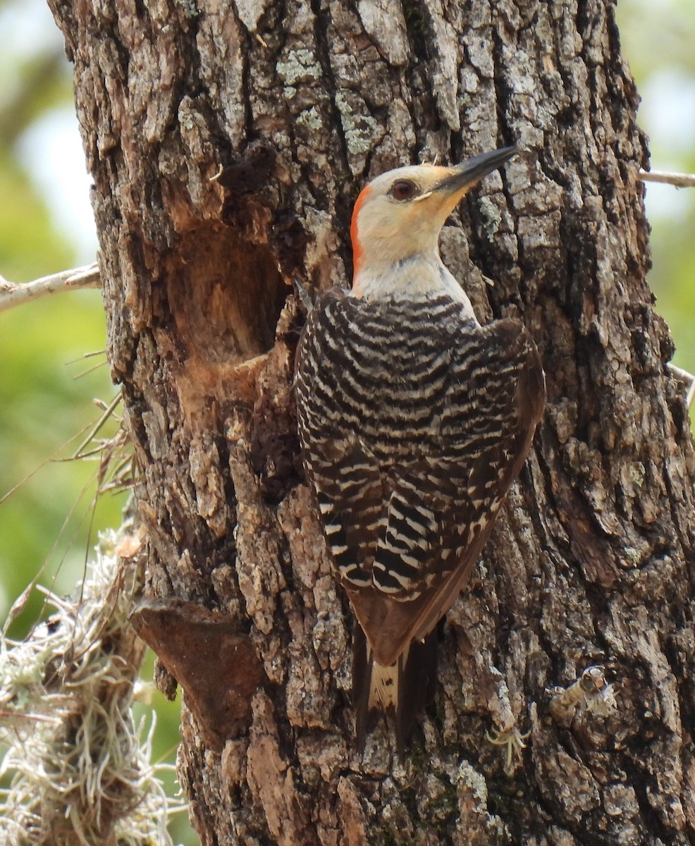 Red-bellied Woodpecker - ML590846051