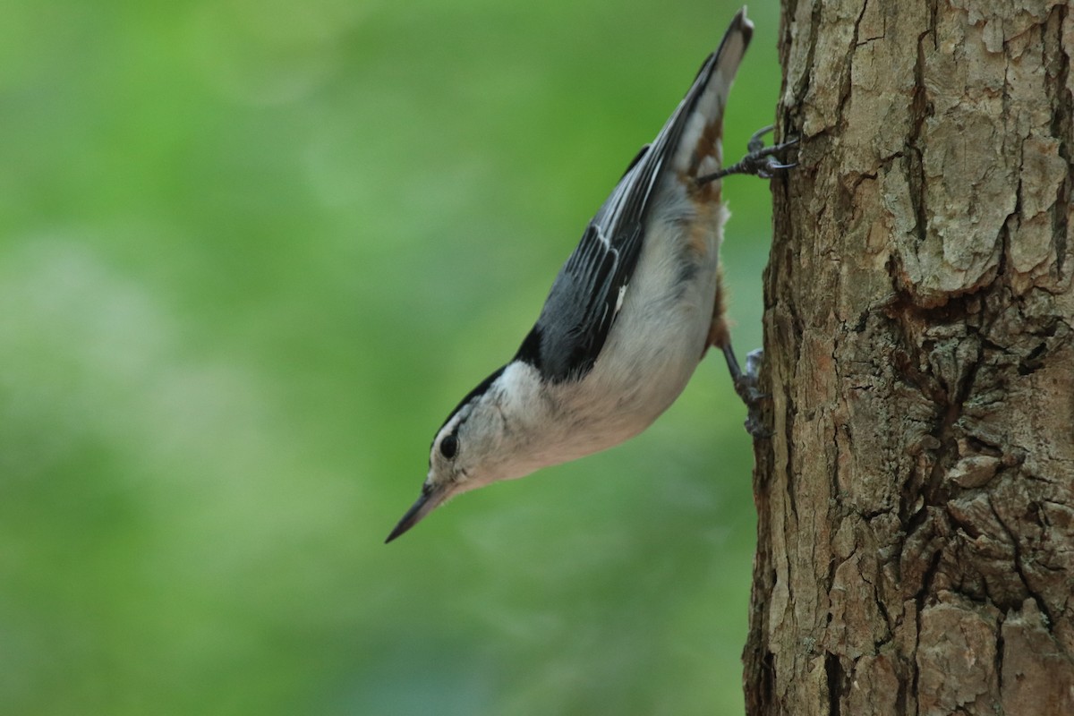 White-breasted Nuthatch - ML590846441