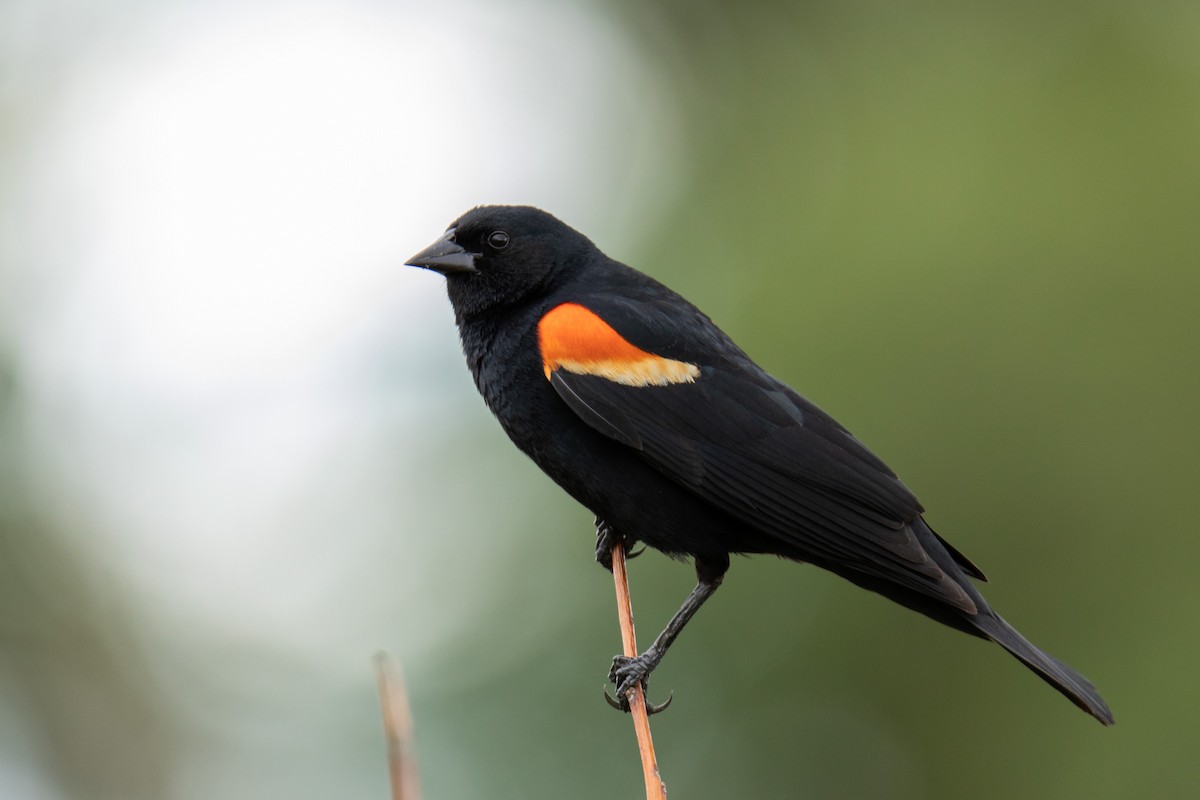 Red-winged Blackbird - ML590847141
