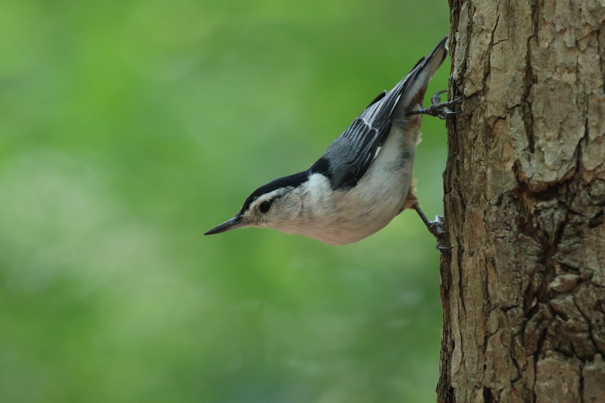 White-breasted Nuthatch - ML590847481