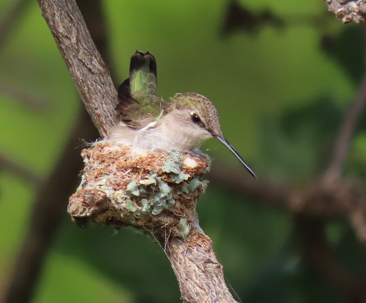 Black-chinned Hummingbird - Heidi Eaton