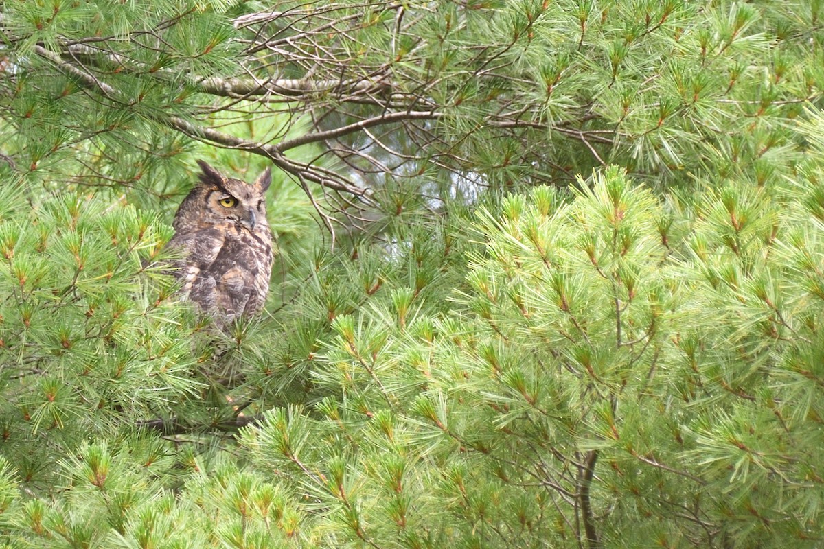 Great Horned Owl - ML590848621