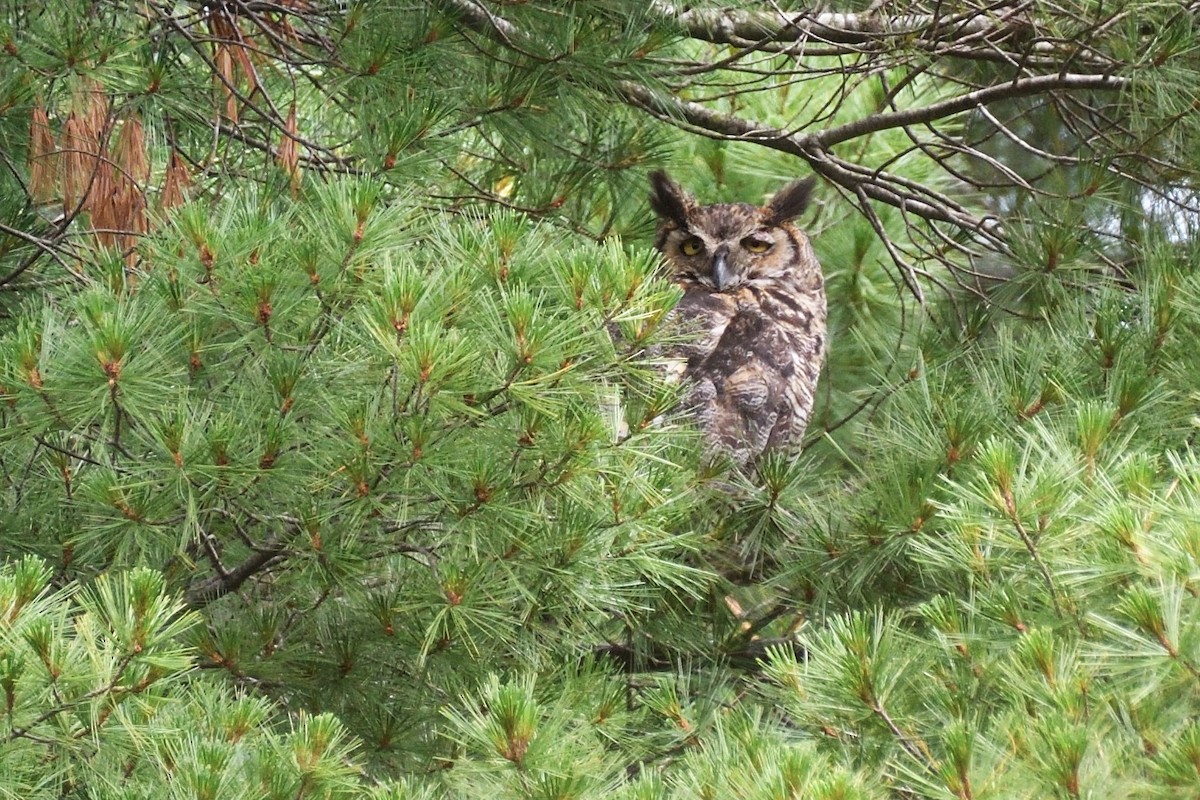 Great Horned Owl - ML590848631