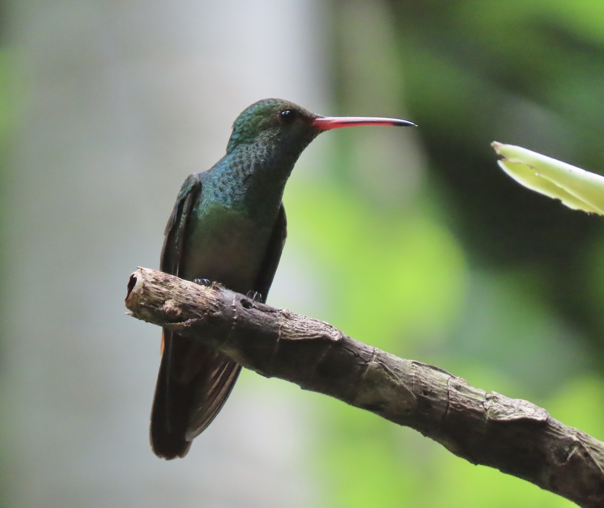 Rufous-tailed Hummingbird - Manuel Pérez R.