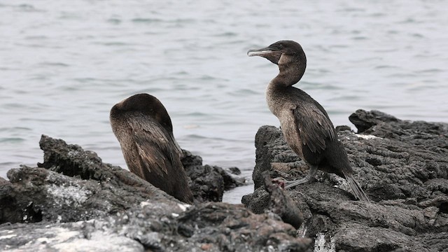 Galapagos Karabatağı - ML590850041