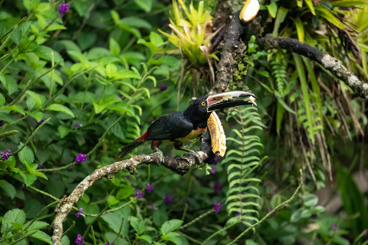 Collared Aracari - ML590851161